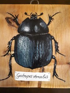 Frühlingsmistkäfer
