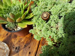 Schnecke auf Mauerpfeffer