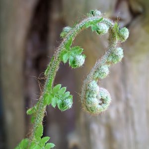 img_farn-min