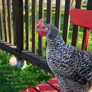 Unser Huhn
